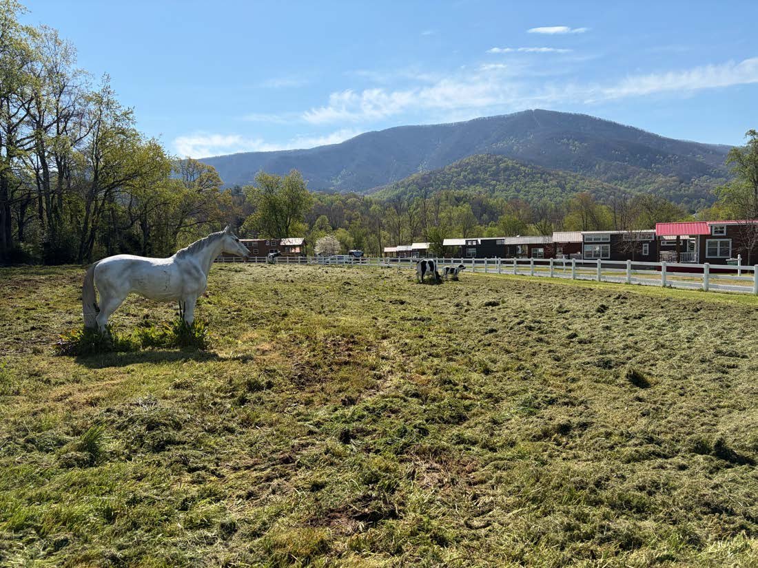 Drip dispersal field after corrective actions with Cove Mountain in the background