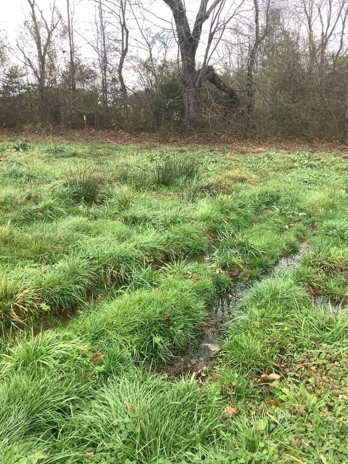 Standing water in the drip field before corrective actions